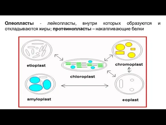 Олеопласты - лейкопласты, внутри которых образуются и откладываются жиры; протеинопласты – накапливающие белки