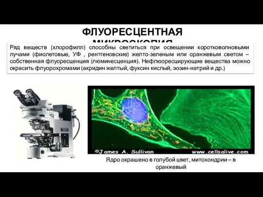 ФЛУОРЕСЦЕНТНАЯ МИКРОСКОПИЯ Ряд веществ (хлорофилл) способны светиться при освещении коротковолновыми лучами (фиолетовые,