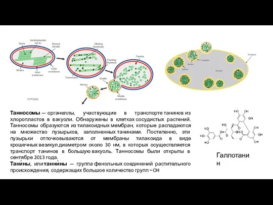 Танносомы — органеллы, участвующие в транспорте танинов из хлоропластов в вакуоли. Обнаружены