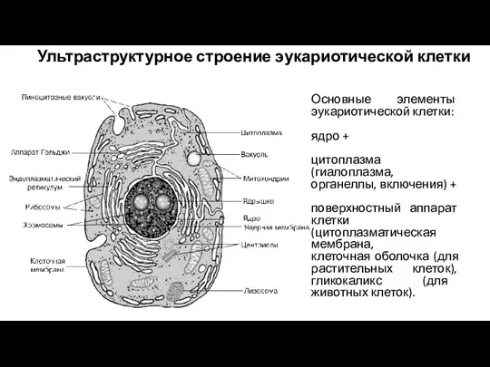 Основные элементы эукариотической клетки: ядро + цитоплазма (гиалоплазма, органеллы, включения) + поверхностный