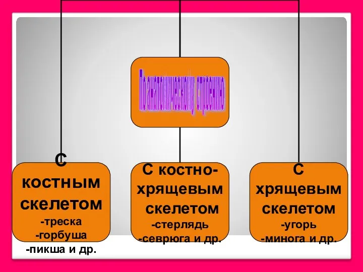 По анатомическому строению