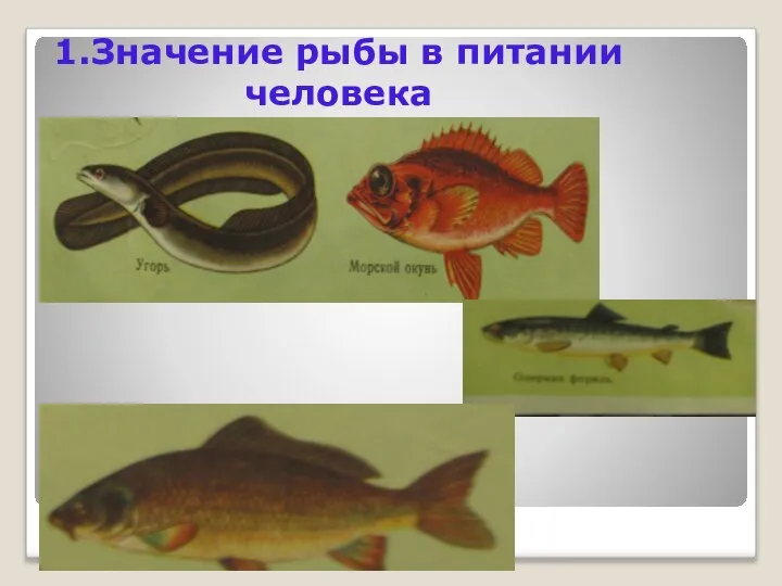 1.Значение рыбы в питании человека