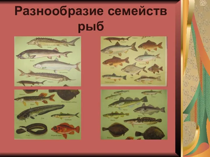 Разнообразие семейств рыб