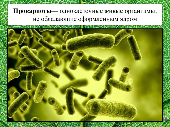 Прокариоты— одноклеточные живые организмы, не обладающие оформленным ядром