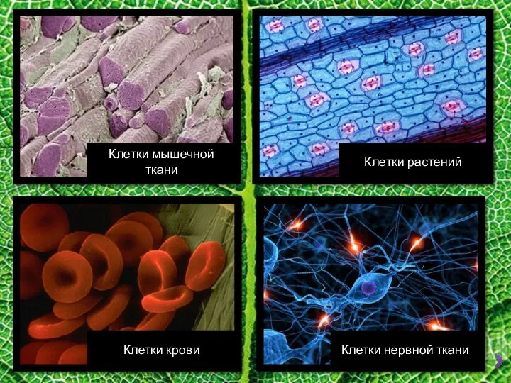 Клетки мышечной ткани Клетки растений Клетки нервной ткани Клетки крови