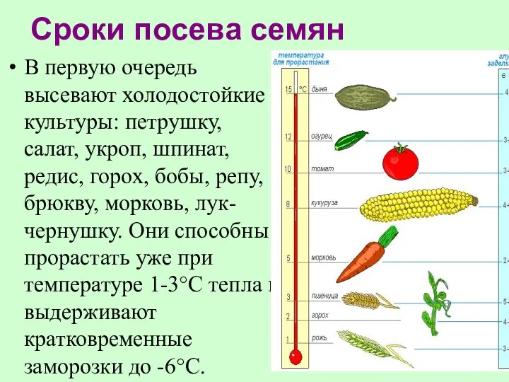 Сроки посева семян В первую очередь высевают холодостойкие культуры: петрушку, салат, укроп,