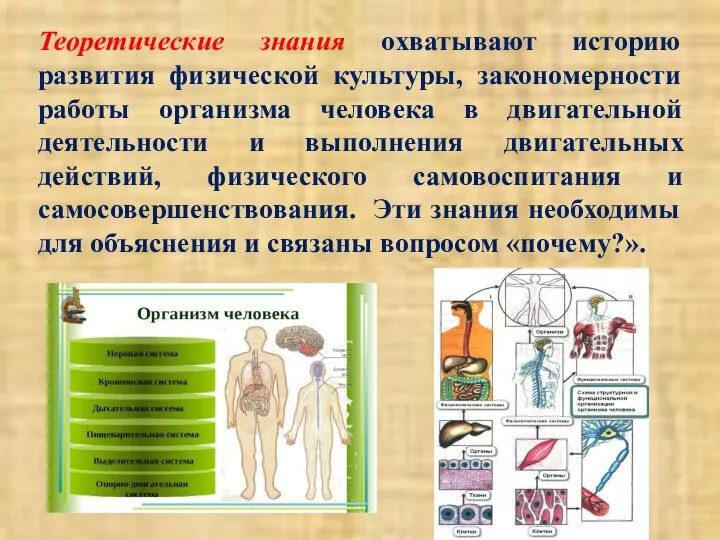 Теоретические знания охватывают историю развития физической культуры, закономерности работы организма человека в