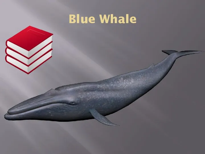 Blue Whale