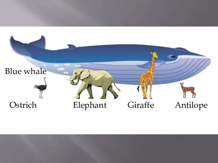 Blue whale Ostrich Elephant Giraffe Antilope