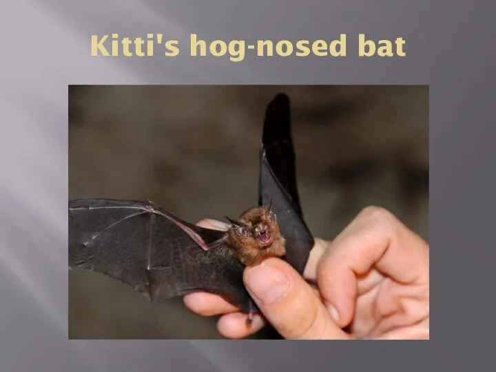 Kitti's hog-nosed bat