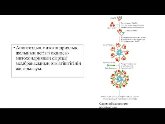 Апоптоздың митохондриялық жолының негізгі оқиғасы-митохондрияның сыртқы мембранасының өткізгіштігінің жоғарылауы. Схема образования апоптосомы