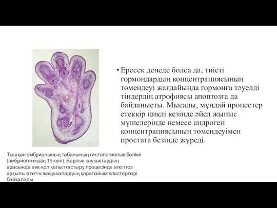 Ересек денеде болса да, тиісті гормондардың концентрациясының төмендеуі жағдайында гормонға тәуелді тіндердің