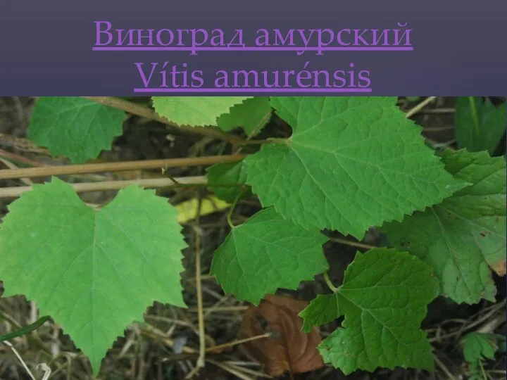 Виноград амурский Vítis amurénsis