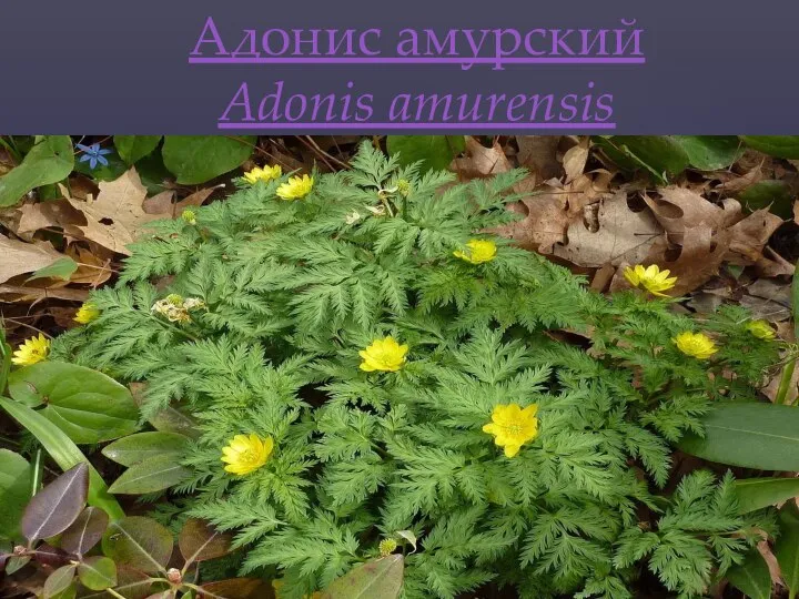 Адонис амурский Adonis amurensis