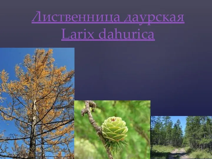 Лиственница даурская Larix dahurica