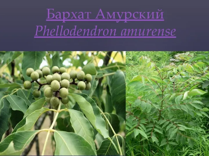 Бархат Амурский Phellodendron amurense