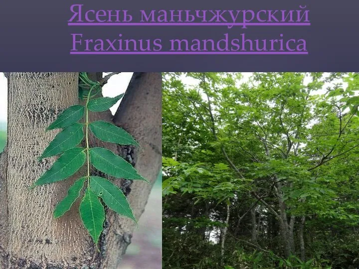 Ясень маньчжурский Fraxinus mandshurica