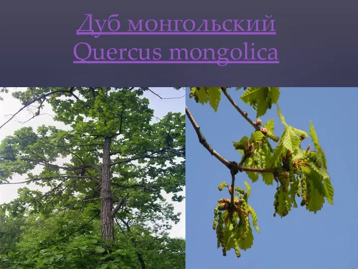 Дуб монгольский Quercus mongolica