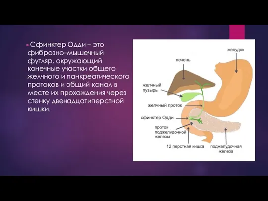 Сфинктер Одди – это фиброзно–мышечный футляр, окружающий конечные участки общего желчного и