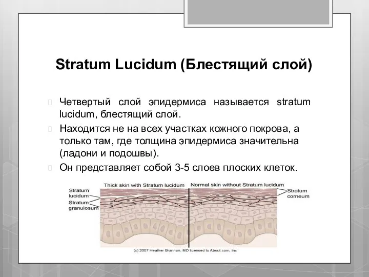Stratum Lucidum (Блестящий слой) Четвертый слой эпидермиса называется stratum lucidum, блестящий слой.
