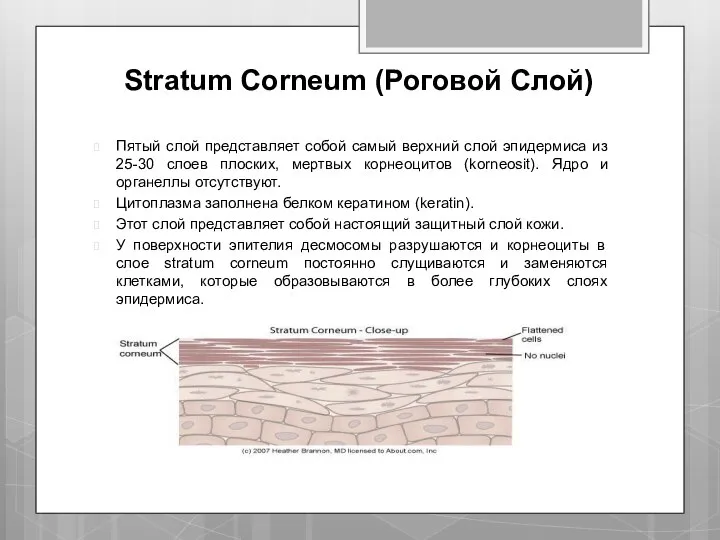 Stratum Corneum (Роговой Слой) Пятый слой представляет собой самый верхний слой эпидермиса