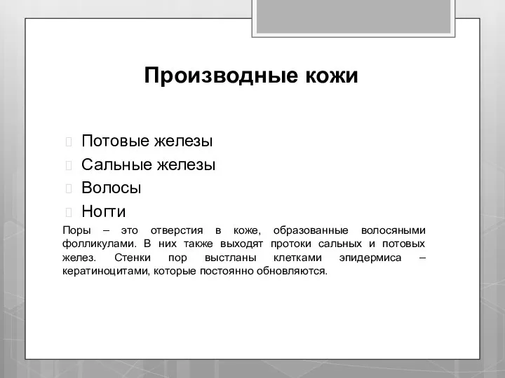 Производные кожи Потовые железы Сальные железы Волосы Ногти Поры – это отверстия