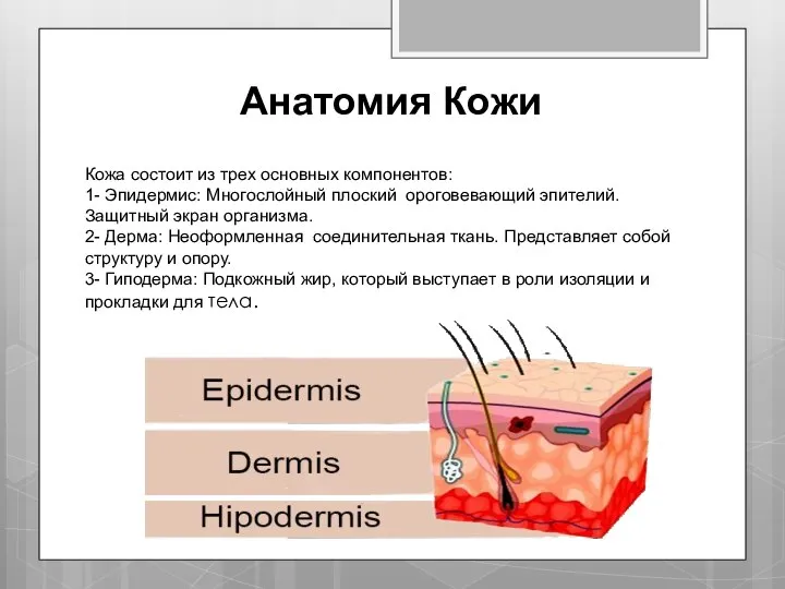 Анатомия Кожи Кожа состоит из трех основных компонентов: 1- Эпидермис: Многослойный плоский