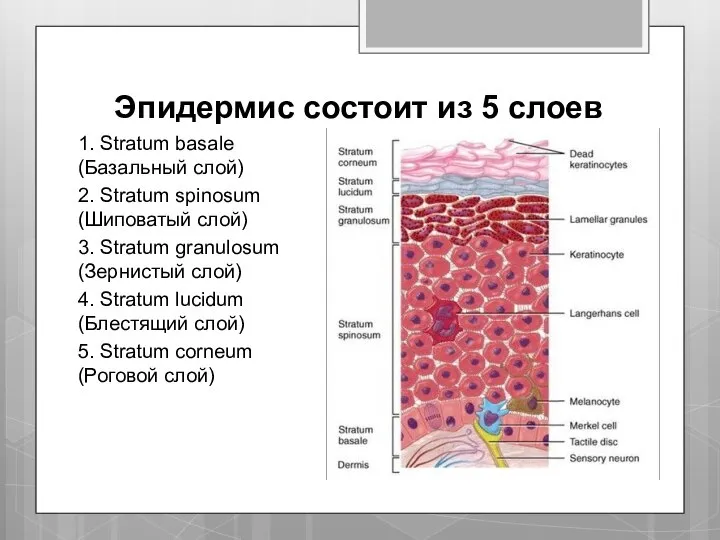 Эпидермис состоит из 5 слоев 1. Stratum basale (Базальный слой) 2. Stratum