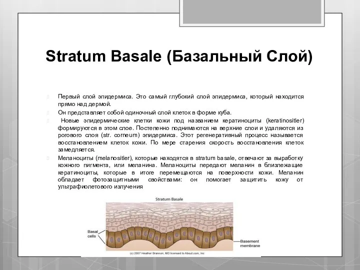 Stratum Basale (Базальный Слой) Первый слой эпидермиса. Это самый глубокий слой эпидермиса,