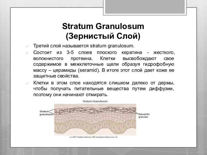 Stratum Granulosum (Зернистый Слой) Третий слой называется stratum granulosum. Состоит из 3-5