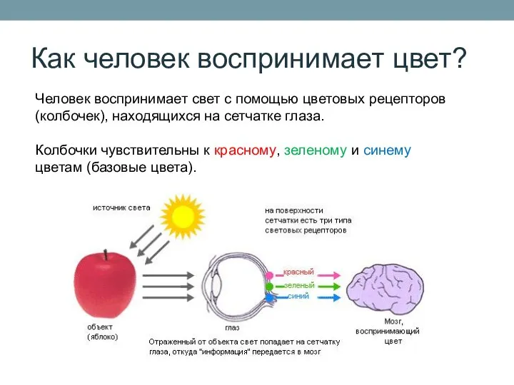 Как человек воспринимает цвет? Человек воспринимает свет с помощью цветовых рецепторов (колбочек),