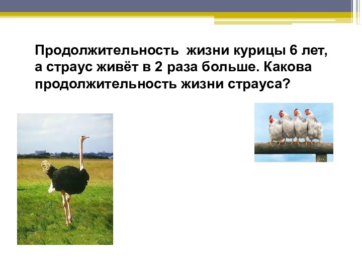 Продолжительность жизни курицы 6 лет, а страус живёт в 2 раза больше.