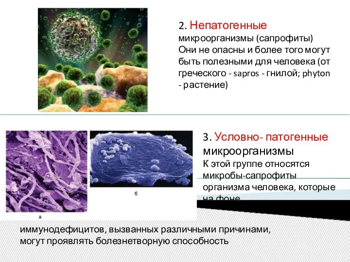 2. Непатогенные микроорганизмы (сапрофиты) Они не опасны и более того могут быть