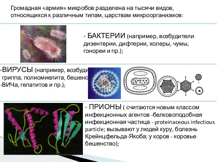 Громадная «армия» микробов разделена на тысячи видов, относящихся к различным типам, царствам