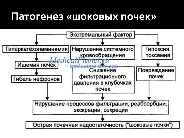 Патогенез «шоковых почек»