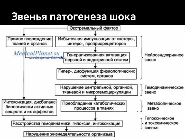 Звенья патогенеза шока