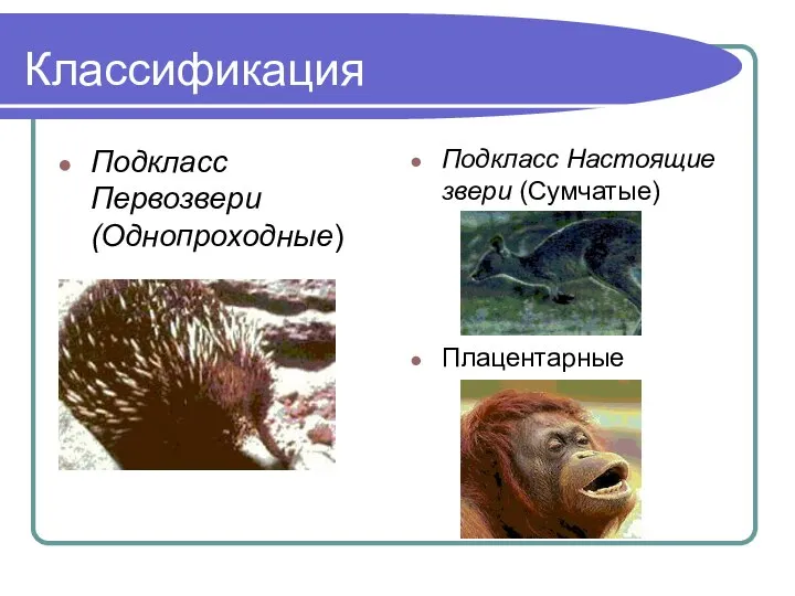 Классификация Подкласс Первозвери (Однопроходные) Подкласс Настоящие звери (Сумчатые) Плацентарные