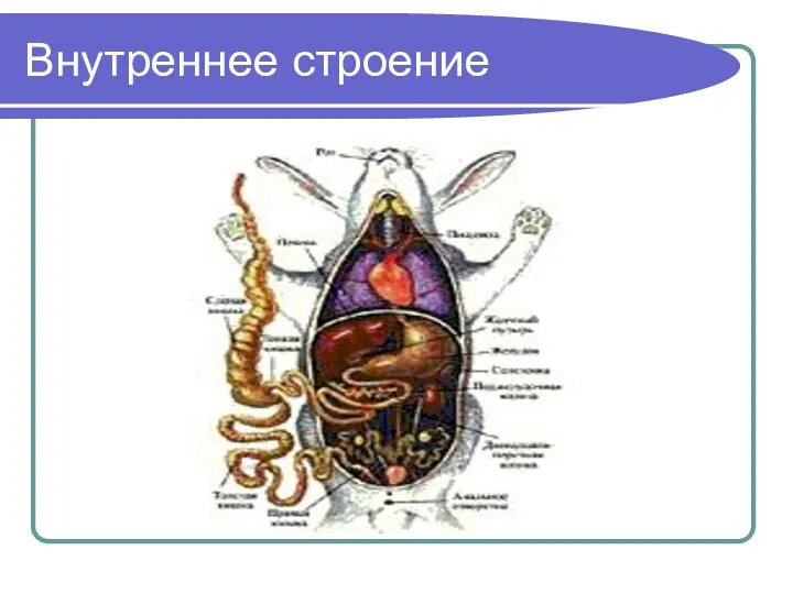 Внутреннее строение