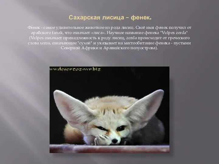 Сахарская лисица – фенек. Фе́нек - самое удивительное животное из рода лисиц.
