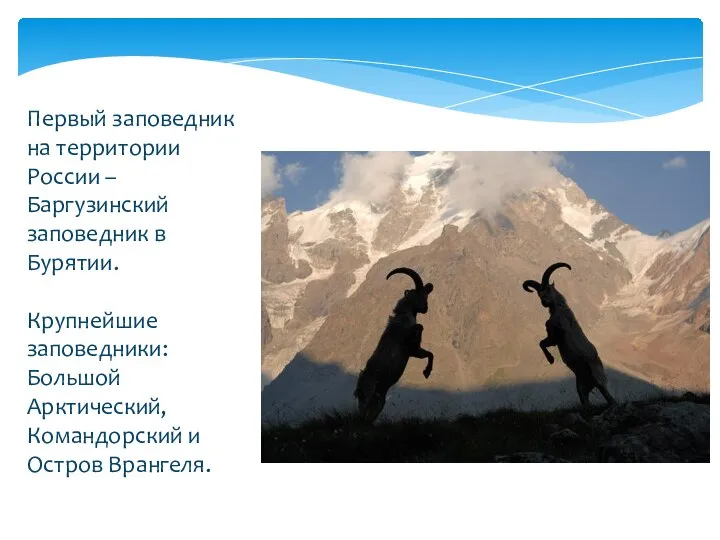 Первый заповедник на территории России – Баргузинский заповедник в Бурятии. Крупнейшие заповедники: