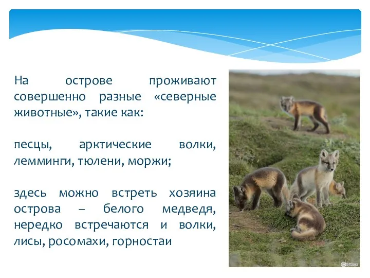 На острове проживают совершенно разные «северные животные», такие как: песцы, арктические волки,