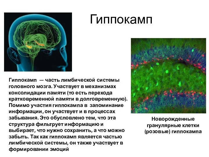 Гиппокамп Новорожденные гранулярные клетки (розовые) гиппокампа Гиппокамп — часть лимбической системы головного