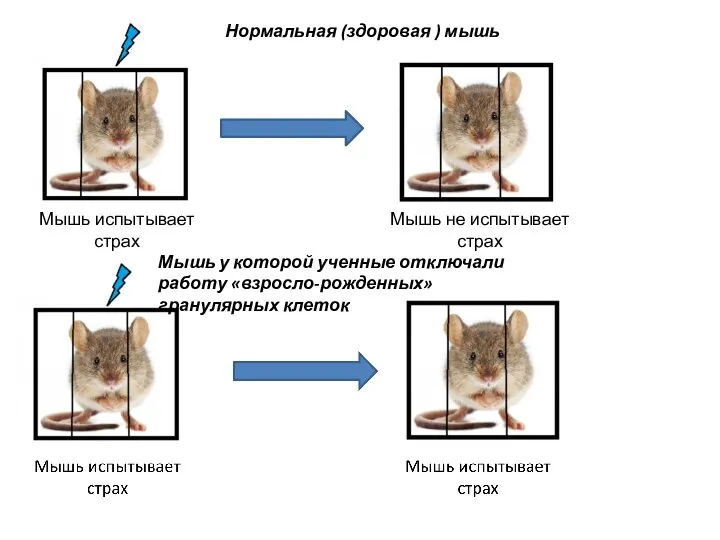 Нормальная (здоровая ) мышь Мышь испытывает страх Мышь не испытывает страх Мышь