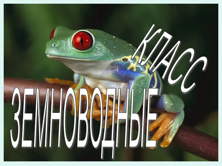 КЛАСС ЗЕМНОВОДНЫЕ