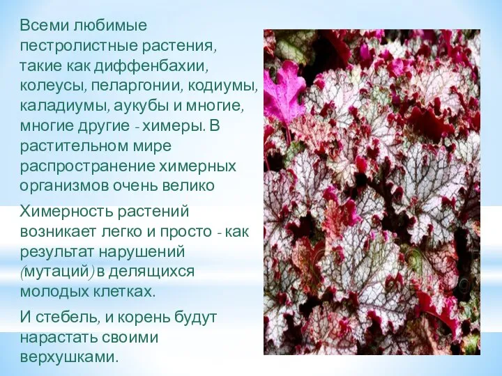 Всеми любимые пестролистные растения, такие как диффенбахии, колеусы, пеларгонии, кодиумы, каладиумы, аукубы