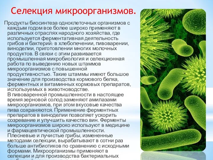 Селекция микроорганизмов. Продукты биосинтеза одноклеточных организмов с каждым годом все более широко