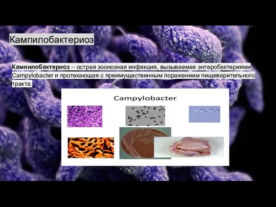 Кампилобактериоз Кампилобактериоз – острая зоонозная инфекция, вызываемая энтеробактериями Campylobacter и протекающая с преимущественным поражением пищеварительного тракта.