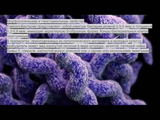 Морфологические и тинкториальные свойства Кампилобактерии представляют собой извитые бактерии длиной 0,5-5 мкм
