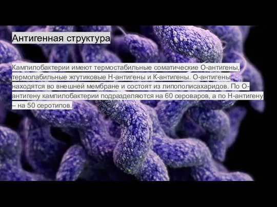 Антигенная структура Кампилобактерии имеют термостабильные соматические О-антигены, термолабильные жгутиковые Н-антигены и К-антигены.