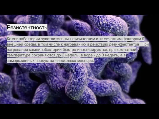 Резистентность Кампилобактерии чувствительны к физическим и химическим факторам 9 внешней среды, в